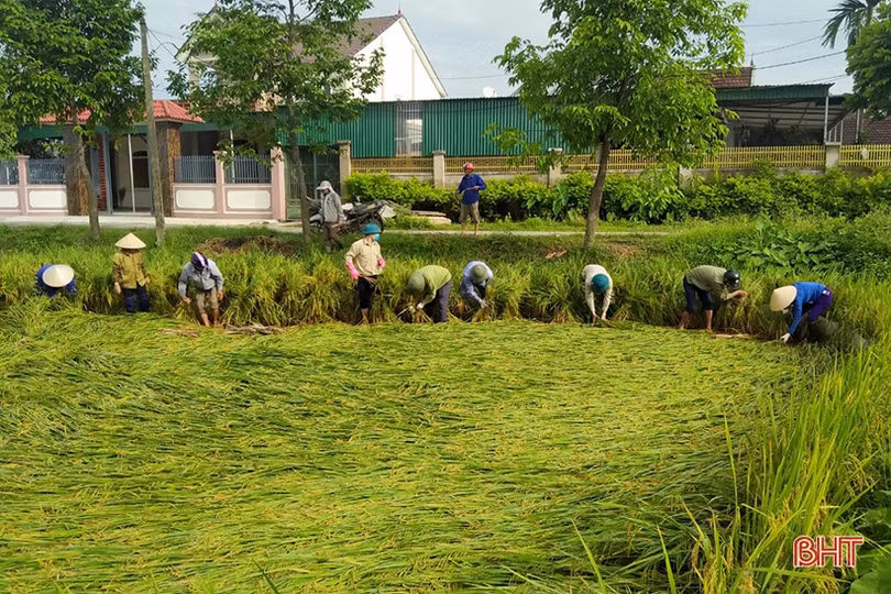 Nhiều diện tích cây trồng còn ngâm trong nước, nông dân Hà Tĩnh cùng nhau khắc phục
