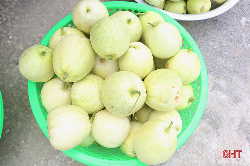 Nông dân Hà Tĩnh được mùa dưa