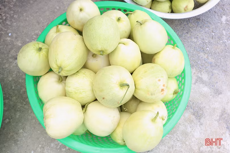 Nông dân Hà Tĩnh được mùa dưa