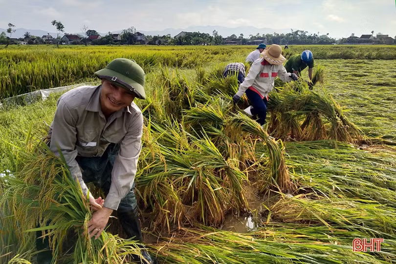 Nhiều diện tích cây trồng còn ngâm trong nước, nông dân Hà Tĩnh cùng nhau khắc phục