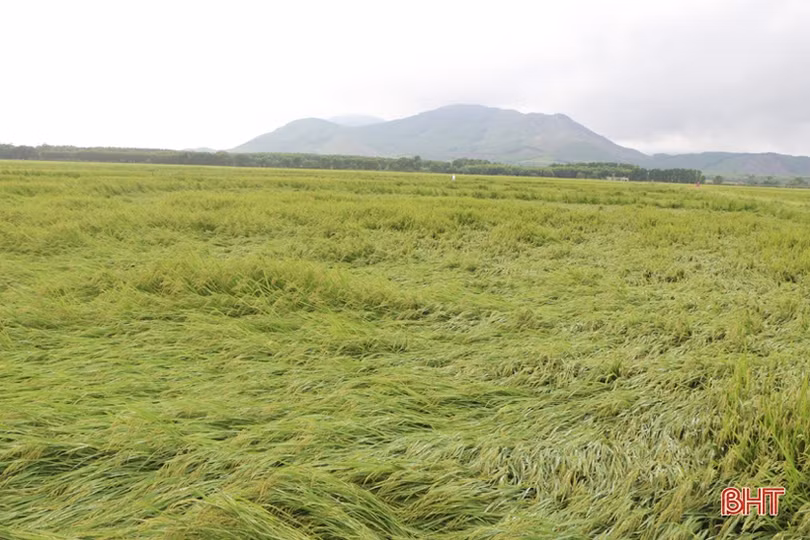 Tháo nước, bó dựng lúa, nông dân Hà Tĩnh nỗ lực giảm thiệt hại sau mưa lớn