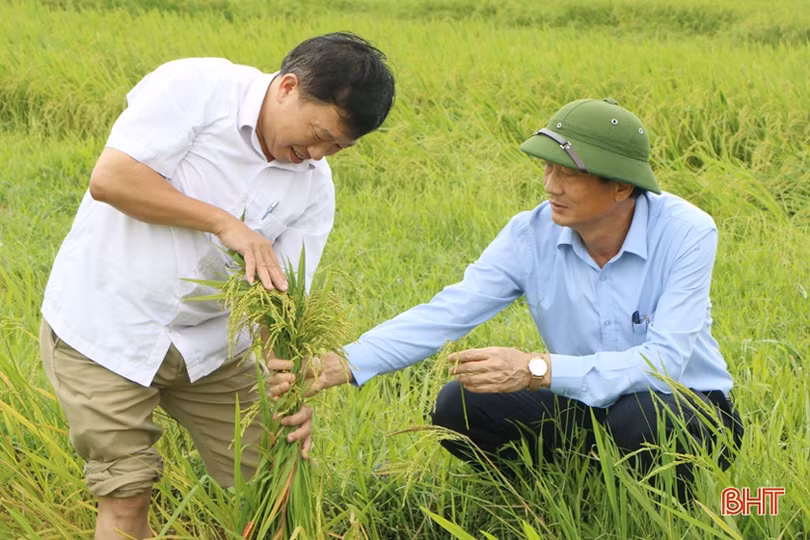 Khẩn trương bó dựng lúa bị đổ, giảm thiểu thiệt hại sau mưa lớn