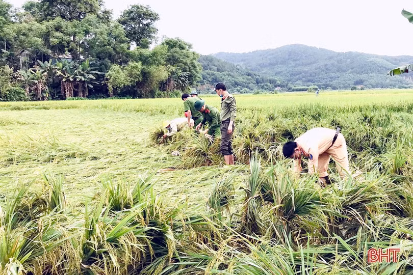 Cán bộ, chiến sỹ giúp người dân Hương Sơn, Can Lộc khôi phục diện tích lúa đổ ngã do mưa lớn