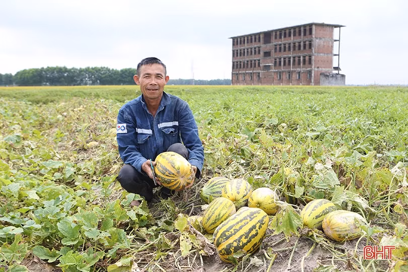 Nông dân Hà Tĩnh được mùa dưa