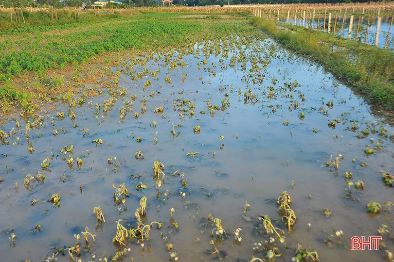 Nhiều diện tích cây trồng còn ngâm trong nước, nông dân Hà Tĩnh cùng nhau khắc phục