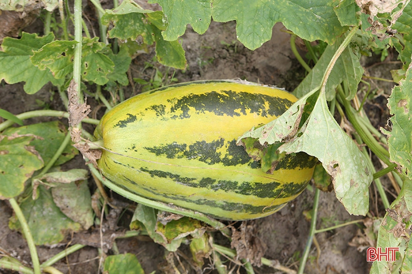 Nông dân Hà Tĩnh được mùa dưa