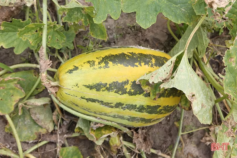 Nông dân Hà Tĩnh được mùa dưa