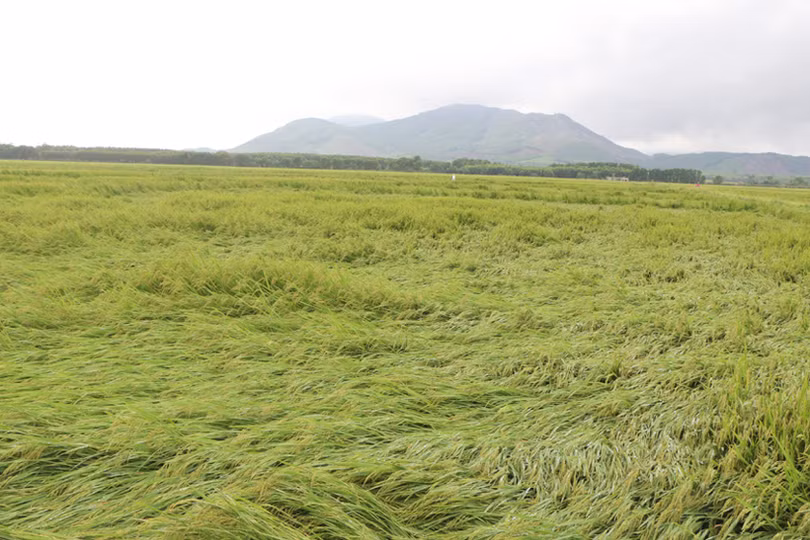 Khẩn trương bó dựng lúa bị đổ, giảm thiểu thiệt hại sau mưa lớn