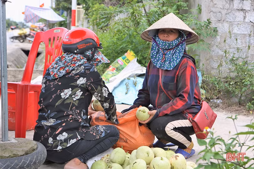 Nông dân Hà Tĩnh được mùa dưa