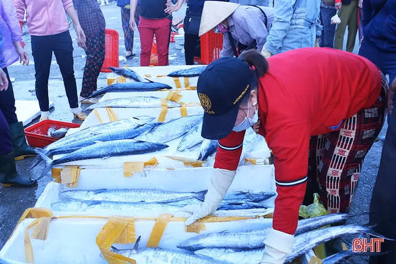 Hải sản dễ bán trong dịp lễ, ngư dân Hà Tĩnh phấn khởi vươn khơi