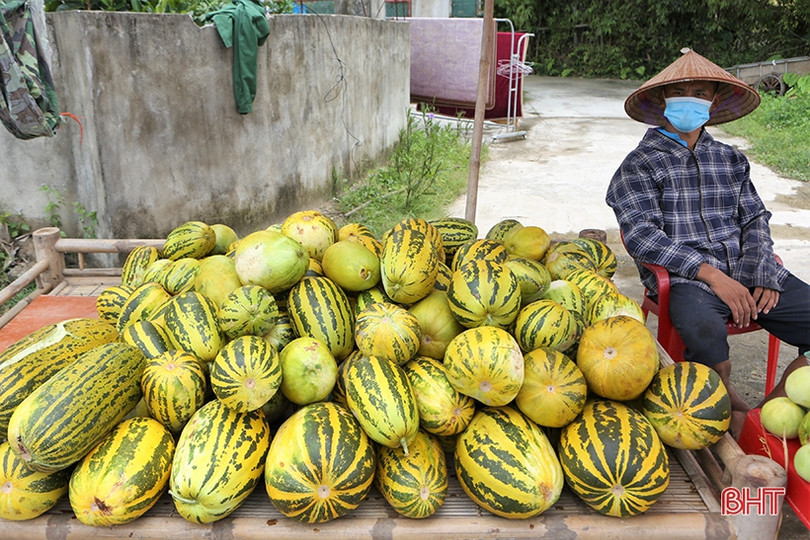 Nông dân Hà Tĩnh được mùa dưa