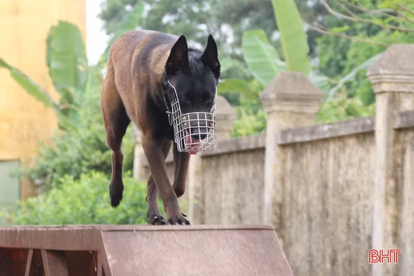 Xem cảnh sát cơ động Hà Tĩnh biểu diễn trấn áp tội phạm cùng chó nghiệp vụ