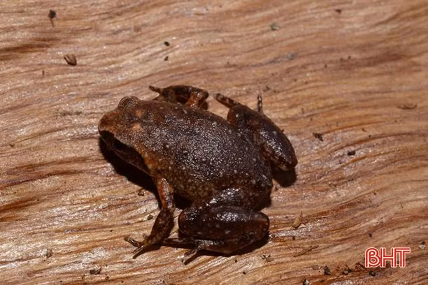 Phát hiện loài ếch mới tại Vườn Quốc gia Vũ Quang