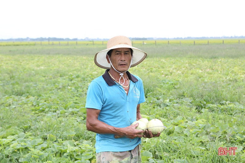 Nông dân Hà Tĩnh được mùa dưa