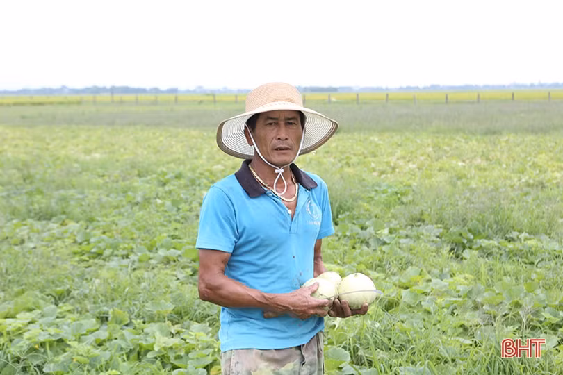 Nông dân Hà Tĩnh được mùa dưa