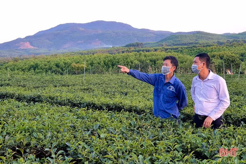Chống hạn sớm cho vựa chè phía Nam Hà Tĩnh