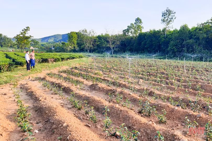 Chống hạn sớm cho vựa chè phía Nam Hà Tĩnh