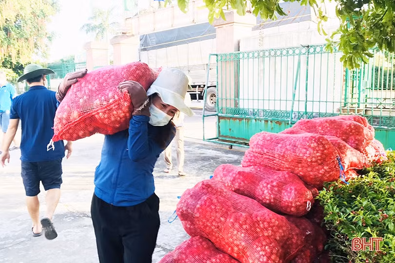 Nông dân Hà Tĩnh hỗ trợ tiêu thụ gần 20 tấn hành tím Sóc Trăng bị ứ đọng do dịch Covid-19