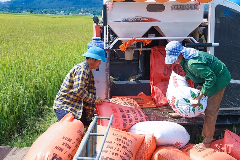 Nông dân Hà Tĩnh phấn khởi xuống đồng thu hoạch lúa hè thu