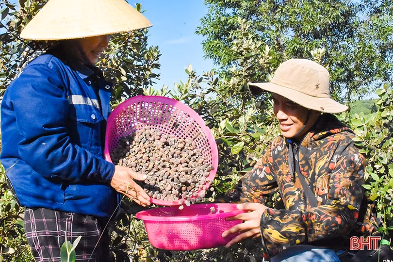 Trồng cây sim dại cho hiệu quả khó ngờ trên vùng đồi Kẻ Gỗ
