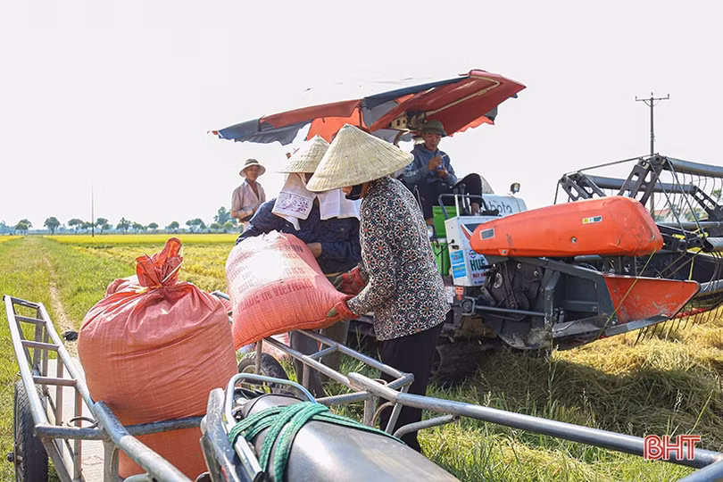 Nông dân Hà Tĩnh phấn khởi xuống đồng thu hoạch lúa hè thu