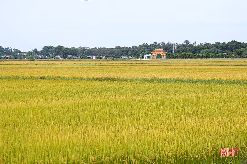 Nông dân Hà Tĩnh thu hoạch sớm lúa hè thu
