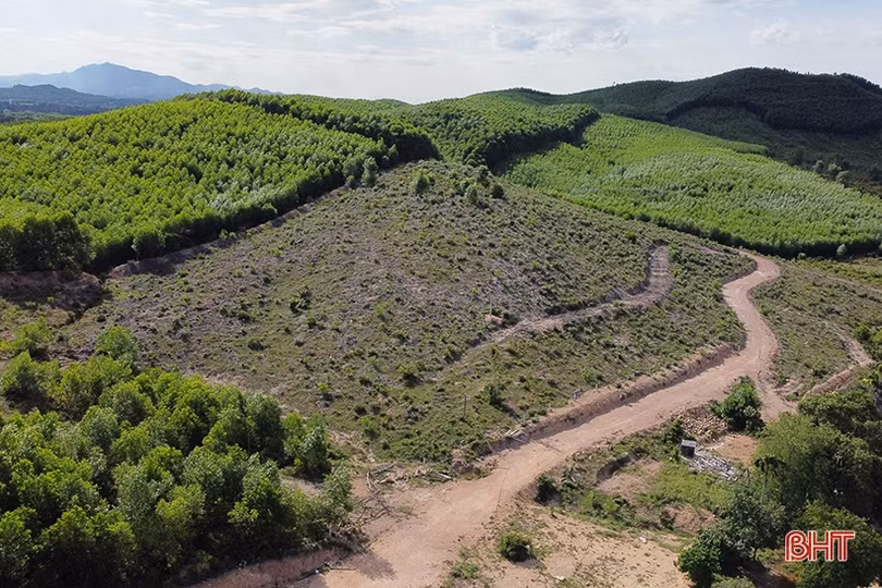 Trồng cây sim dại cho hiệu quả khó ngờ trên vùng đồi Kẻ Gỗ