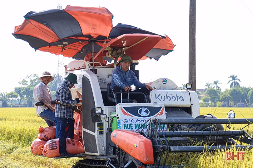 Nông dân Hà Tĩnh phấn khởi xuống đồng thu hoạch lúa hè thu