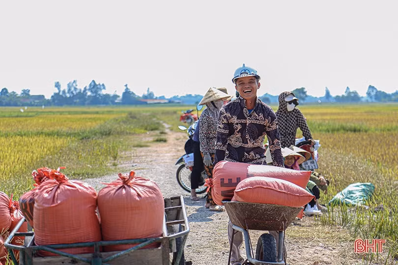 Nông dân Hà Tĩnh phấn khởi xuống đồng thu hoạch lúa hè thu