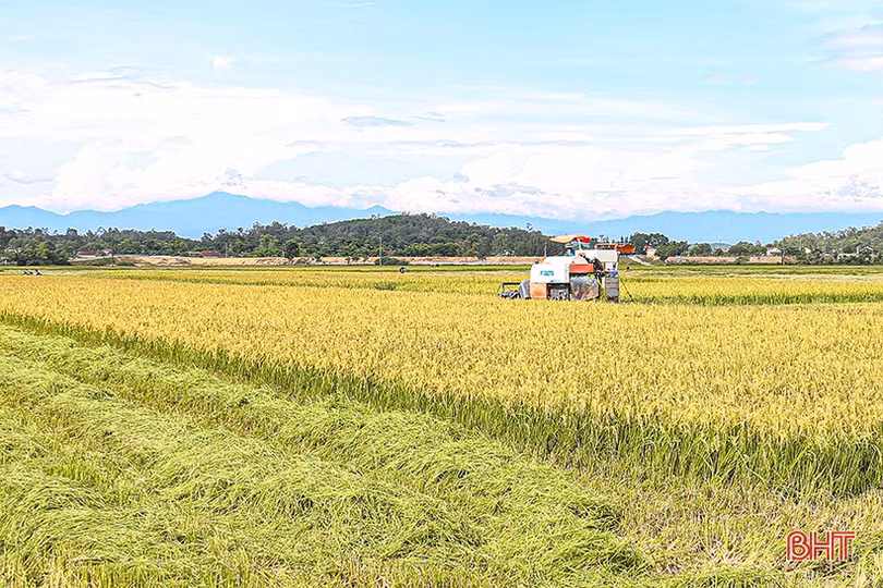Nông dân Hà Tĩnh thu hoạch sớm lúa hè thu