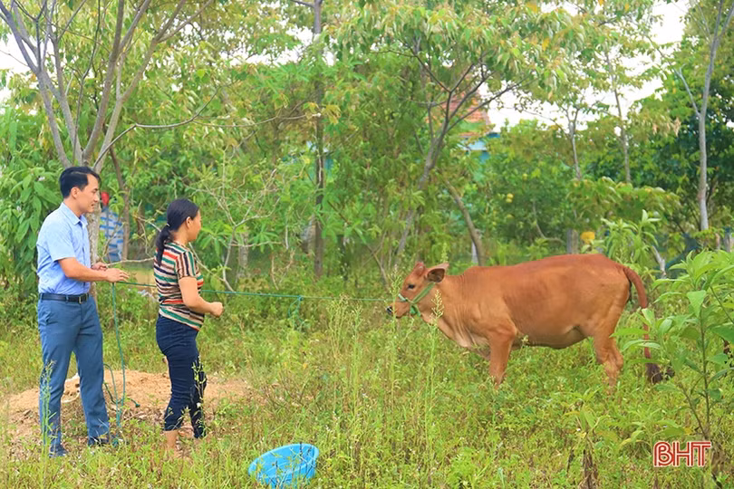 Trao 45 con bê cho các hộ nghèo ở Hà Tĩnh