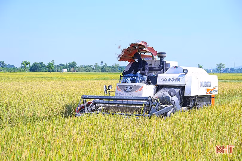 Nông dân Hà Tĩnh phấn khởi xuống đồng thu hoạch lúa hè thu