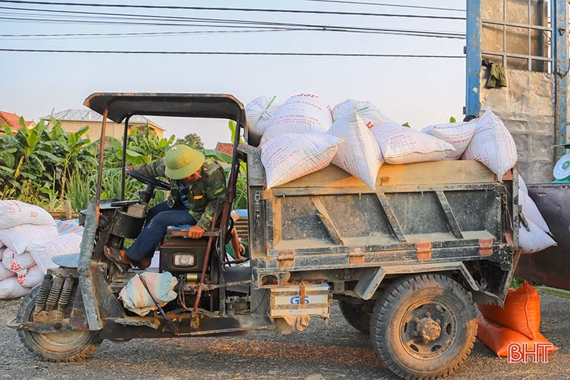 Nông dân Hà Tĩnh phấn khởi xuống đồng thu hoạch lúa hè thu