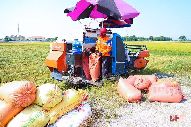 Nông dân Hà Tĩnh phấn khởi xuống đồng thu hoạch lúa hè thu