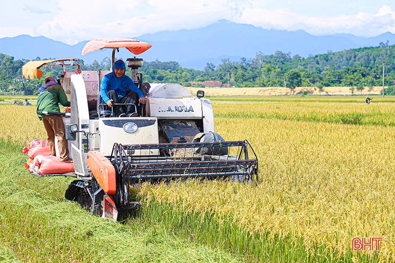 Nông dân Hà Tĩnh thu hoạch sớm lúa hè thu