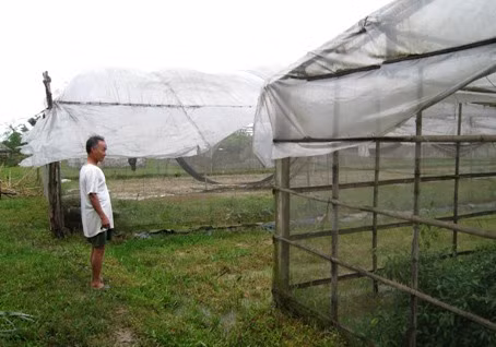 Ông Nguyễn Trình – một hộ dân trồng hoa ly ở xã Thạch Môn buồn bã đứng nhìn ruộng đất và hệ thống nhà lưới bỏ hoang vì không có vốn Ông Nguyễn Trình – một hộ dân trồng hoa ly ở xã Thạch Môn buồn bã đứng nhìn ruộng đất và hệ thống nhà lưới bỏ hoang vì không có vốn