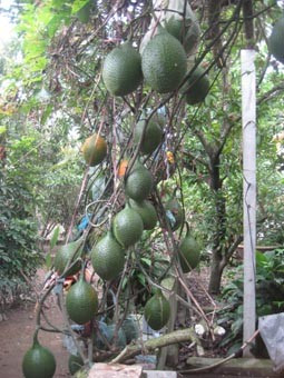 7 điểm đến cấm ô tô