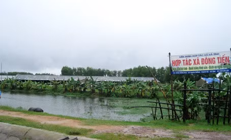 Trang trại chăn nuôi tập trung của HTX Đồng Tiến ở xóm 4, xã Thạch Thắng (Thạch Hà) làm ăn hiệu quả nhưng chưa có quyết định giao đất lâu dài