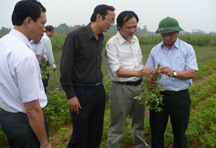 PCT UBND tỉnh Lê Đình Sơn kiểm tra tình hình sinh trưởng của cây trồng vụ đông