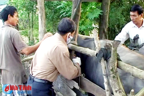 Xuất hiện dịch lở mồm long móng trên gia súc tại huyện Kỳ Anh ảnh 2