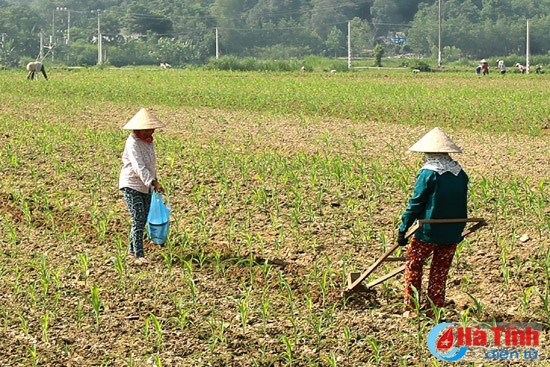 Cơ hội “vàng” cho sản xuất vụ đông ảnh 2 Cơ hội “vàng” cho sản xuất vụ đông ảnh 2