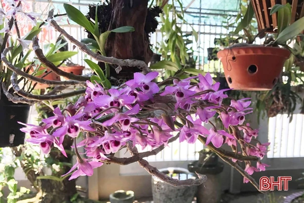 Trồng lan - thú chơi “gây nghiện”