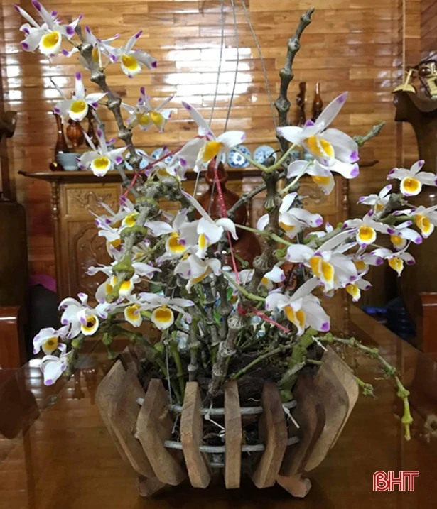 Trồng lan - thú chơi “gây nghiện”