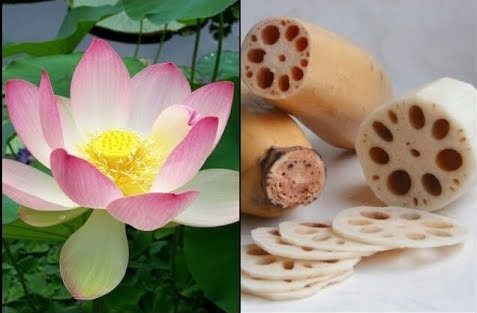 Củ sen (rễ sen) là vị thuốc hạ huyết áp, trị chảy máu dạ dày và nhiều căn bệnh khác 15 công dụng tuyệt vời của củ sen với sức khỏe