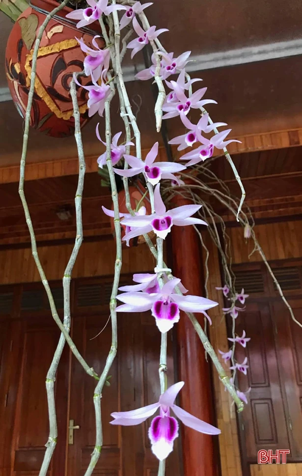 Trồng lan - thú chơi “gây nghiện”