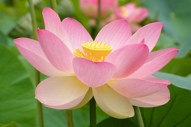 15 công dụng tuyệt vời của củ sen với sức khỏe ảnh 1 15 công dụng tuyệt vời của củ sen với sức khỏe