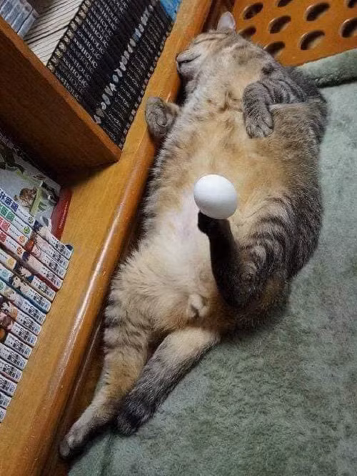 Thư giãn với những hình ảnh hài hước