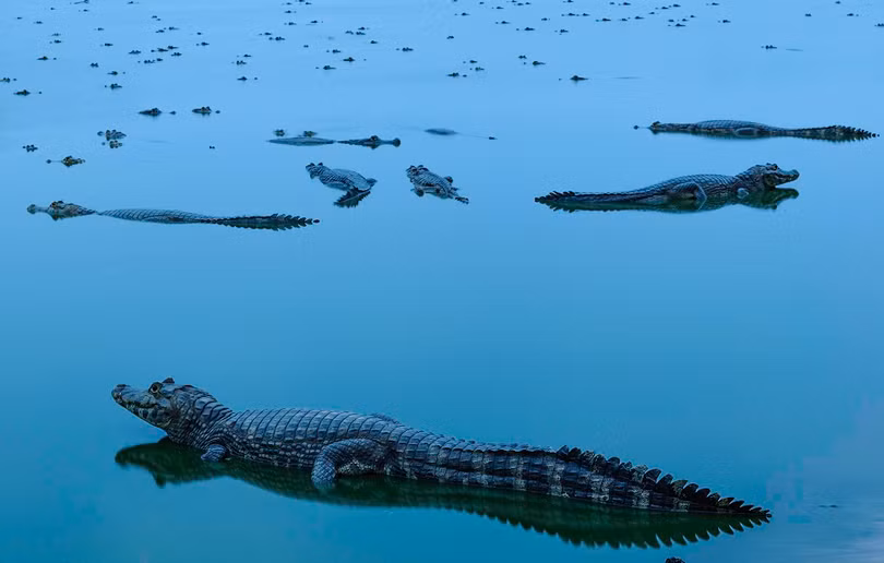 Ngắm ảnh thiên nhiên tuyệt đẹp đoạt giải của The Nature Conservancy năm 2018