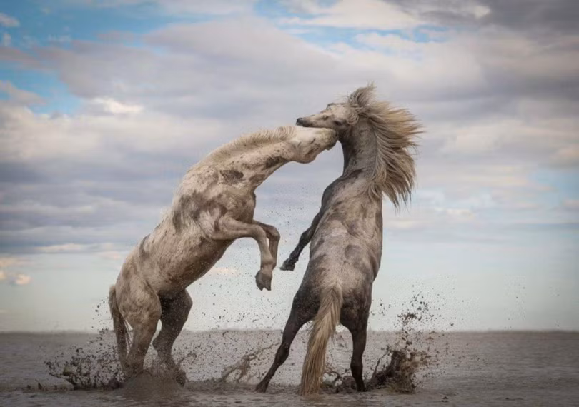 Ngắm ảnh thiên nhiên tuyệt đẹp đoạt giải của The Nature Conservancy năm 2018