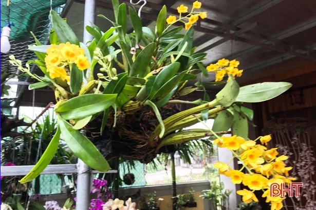 Trồng lan - thú chơi “gây nghiện”